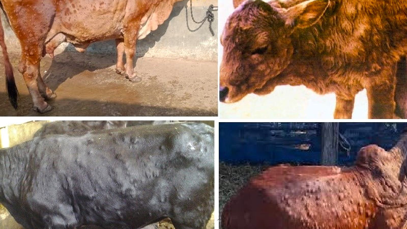Lumpy Skin Disease, its causes, sign & symptoms, prevention and its treatment